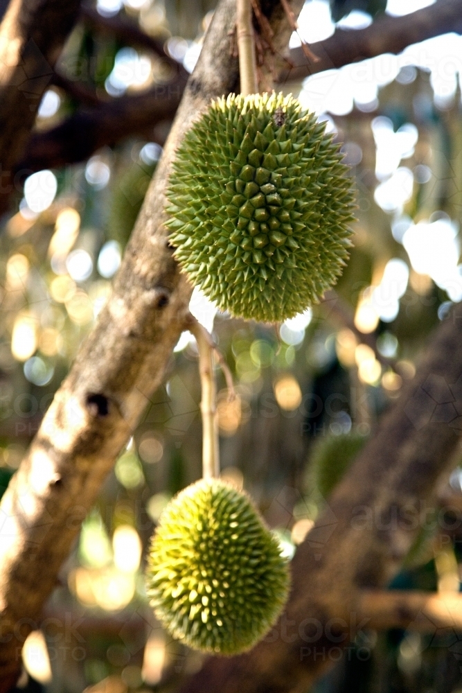 Durians growing on tree - Australian Stock Image