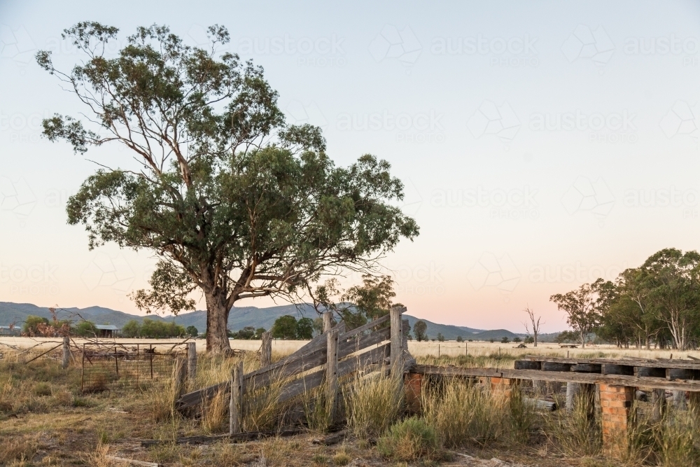 Dusk light over farm paddock with remains of old shearing shed - Australian Stock Image