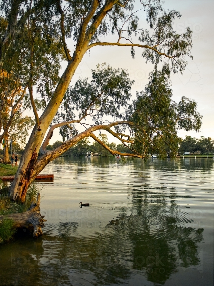 Dusk on river with gum tree reflected in the water - Australian Stock Image
