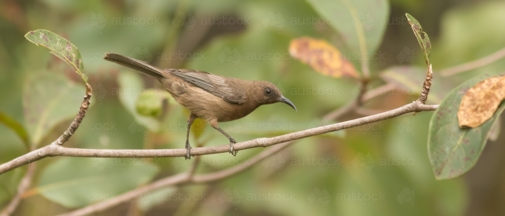 Dusky Myzomela bird perched on a branch - Australian Stock Image
