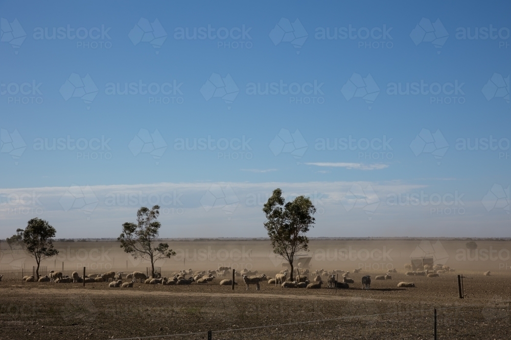 Dust blowing across the sheep farm - Australian Stock Image