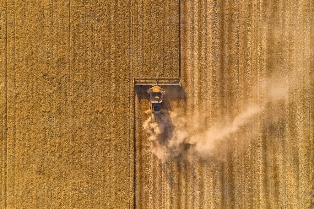 Dust blowing from a header harvesting a barley crop in Western Australia. - Australian Stock Image