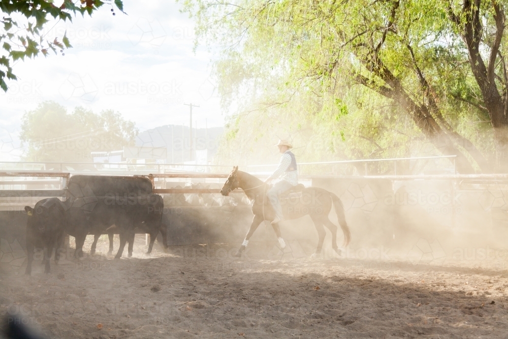Dust in yard during campdrafting event with horse and rider cutting cattle - Australian Stock Image