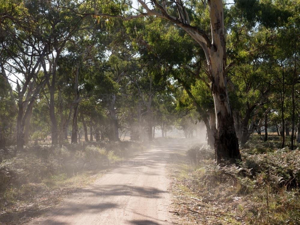 Dusty dirt road through an avenue of gum trees - Australian Stock Image