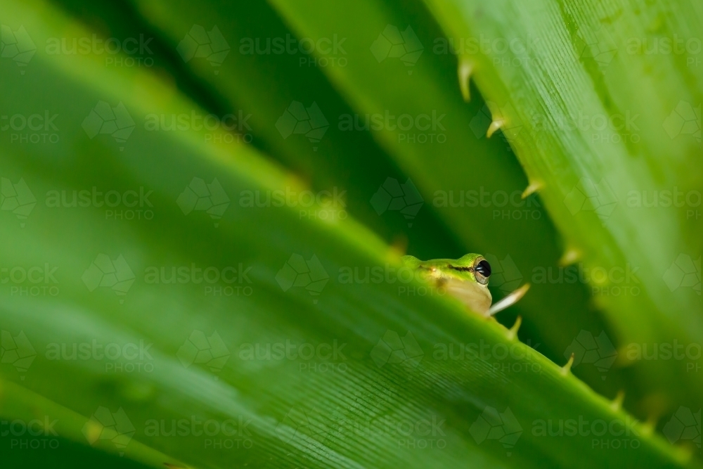 Dwarf frog hiding in palm tree - Australian Stock Image