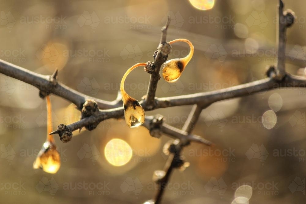 Dying boxthorn bush sparkling after rain - Australian Stock Image
