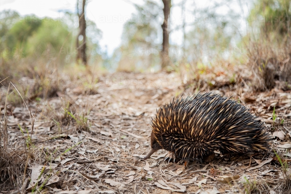 Eachidna walking through bushland - Australian Stock Image