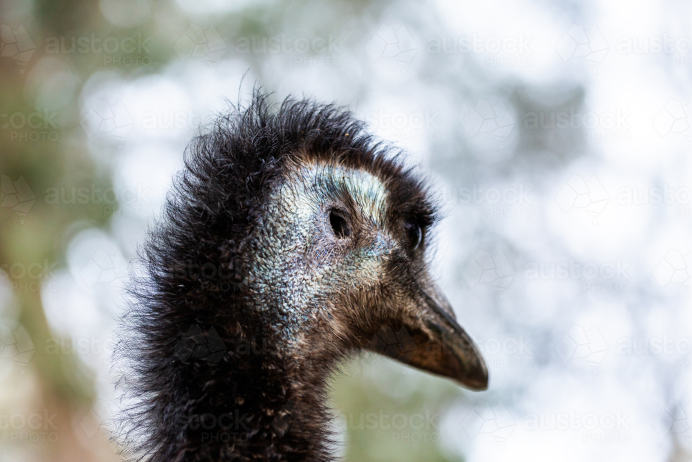 ear of emu facing away - native Australian animal - Australian Stock Image