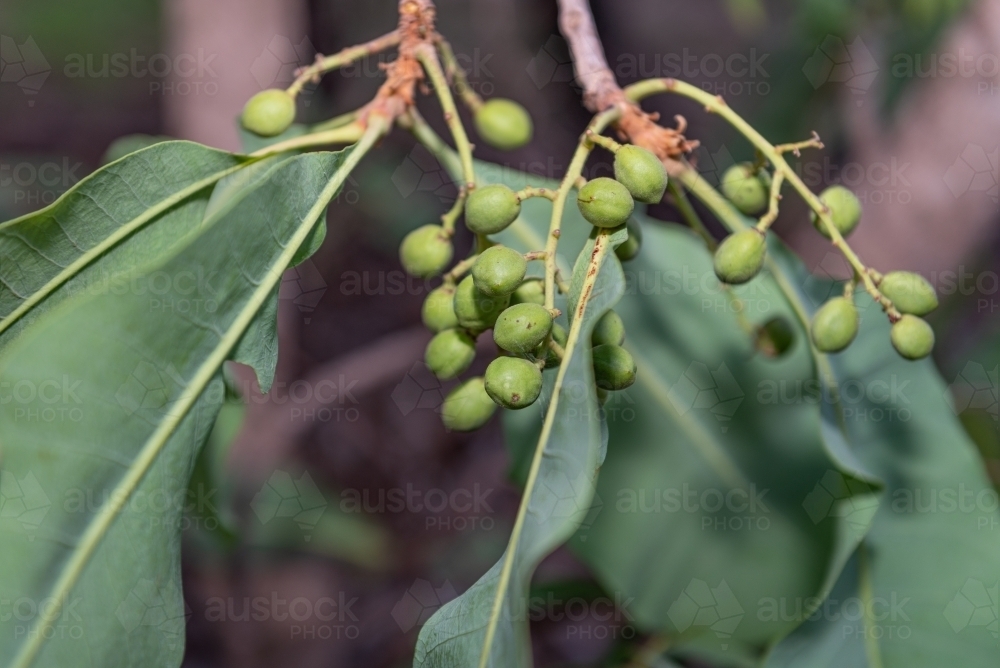 Early Kakadu Plums - Australian Stock Image