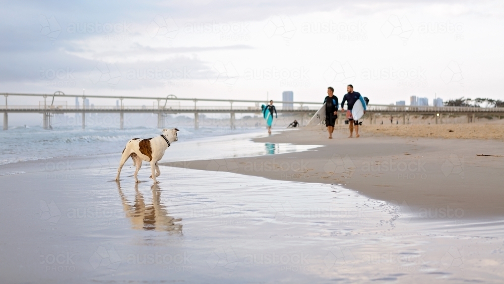 Early morning dog watches surfers on the sand - Australian Stock Image