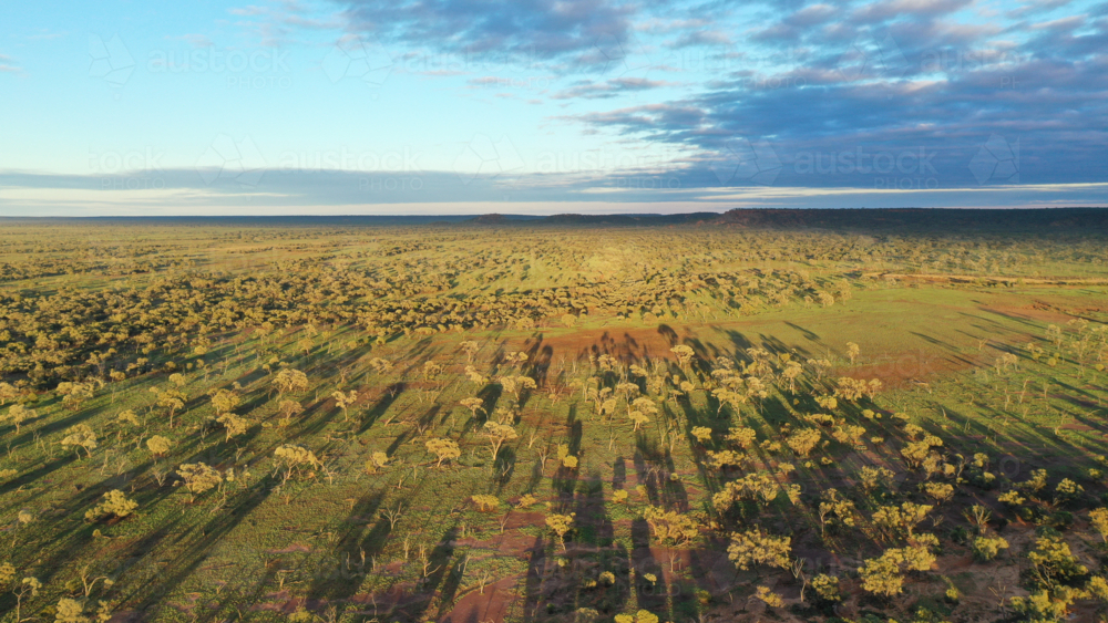 Early morning drone view of native vegetation - Australian Stock Image