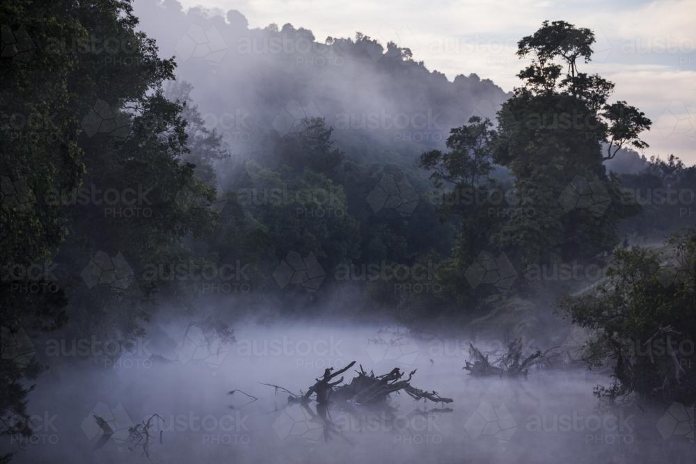 Early morning fog rises through the trees over the Mary River - Australian Stock Image