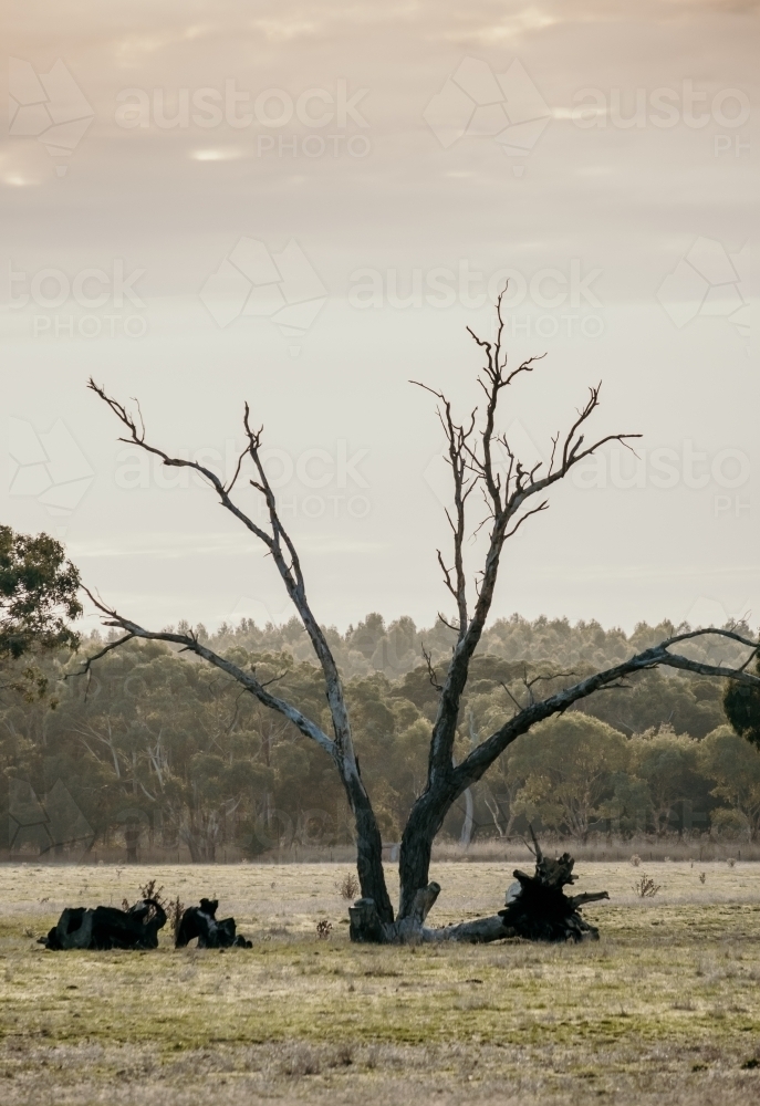 Early morning landscape with dead tree - Australian Stock Image