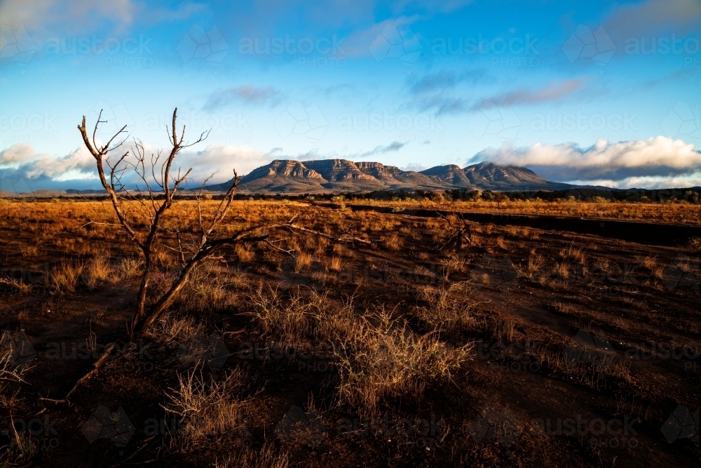 early morning light on plains with wilpena pound in background - Australian Stock Image