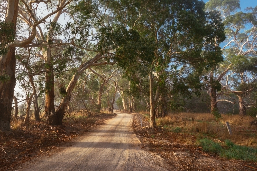 early morning light on rural roads through the gum trees - Australian Stock Image