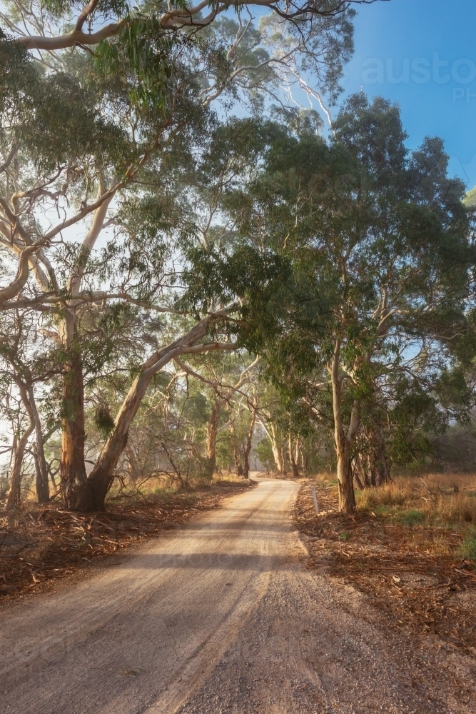 early morning light on rural roads through the gum trees - Australian Stock Image