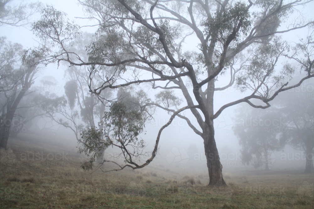 Early morning mist surrounding gum trees in the bush - Australian Stock Image