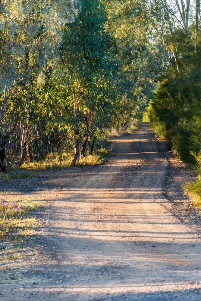 Early morning sun dappled country dirt road - Australian Stock Image