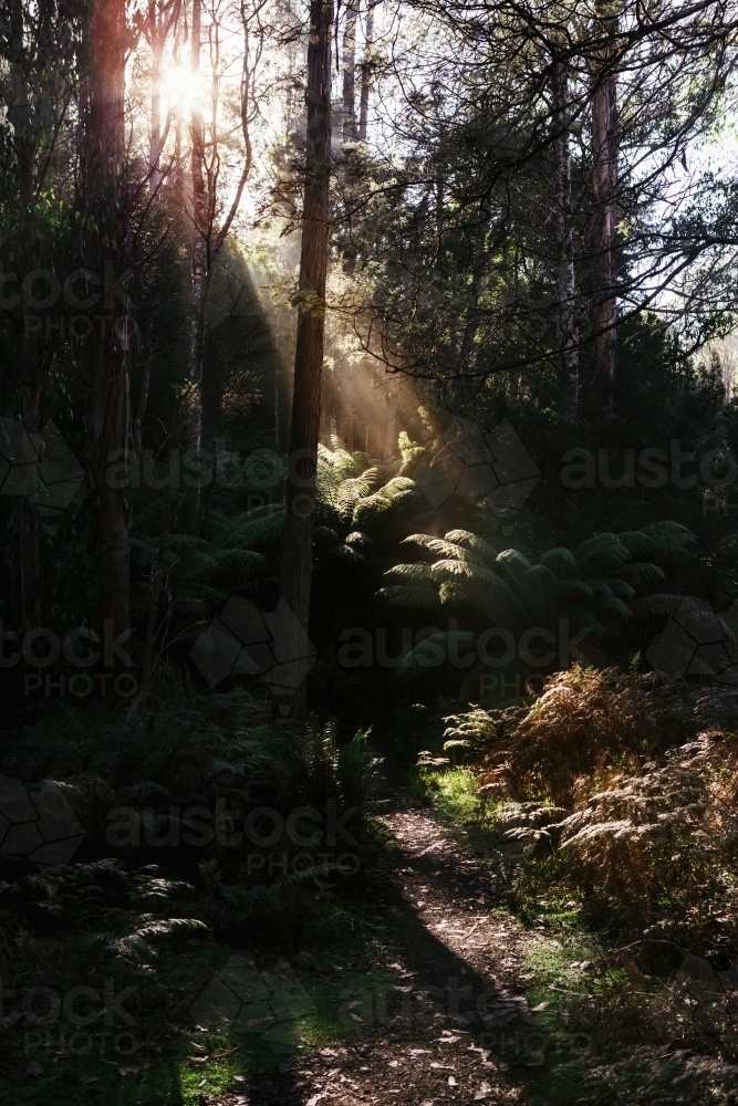 Early morning sun filtering into the Tasmanian forest - Australian Stock Image