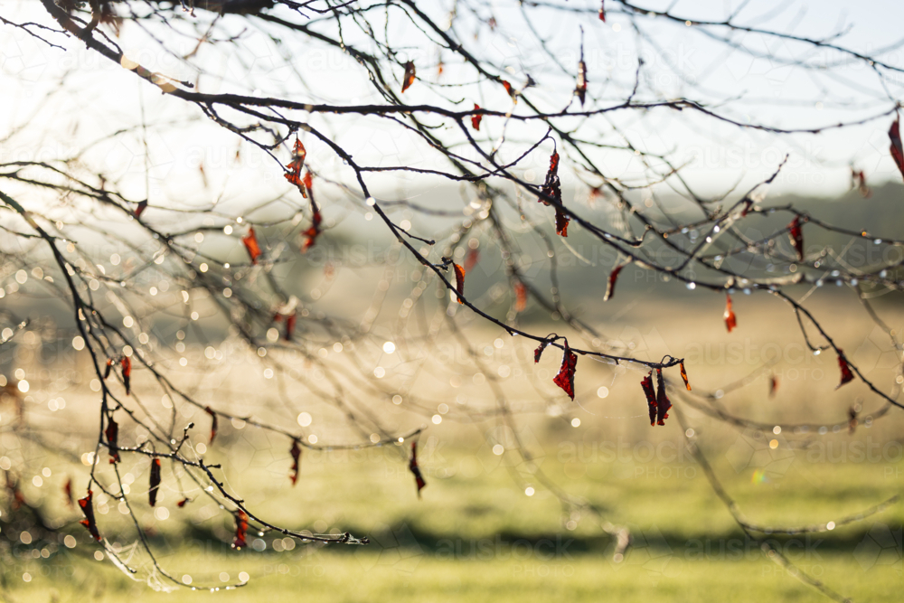 Early morning sunlight filtering through branches of deciduous tree holding onto last leaves - Australian Stock Image