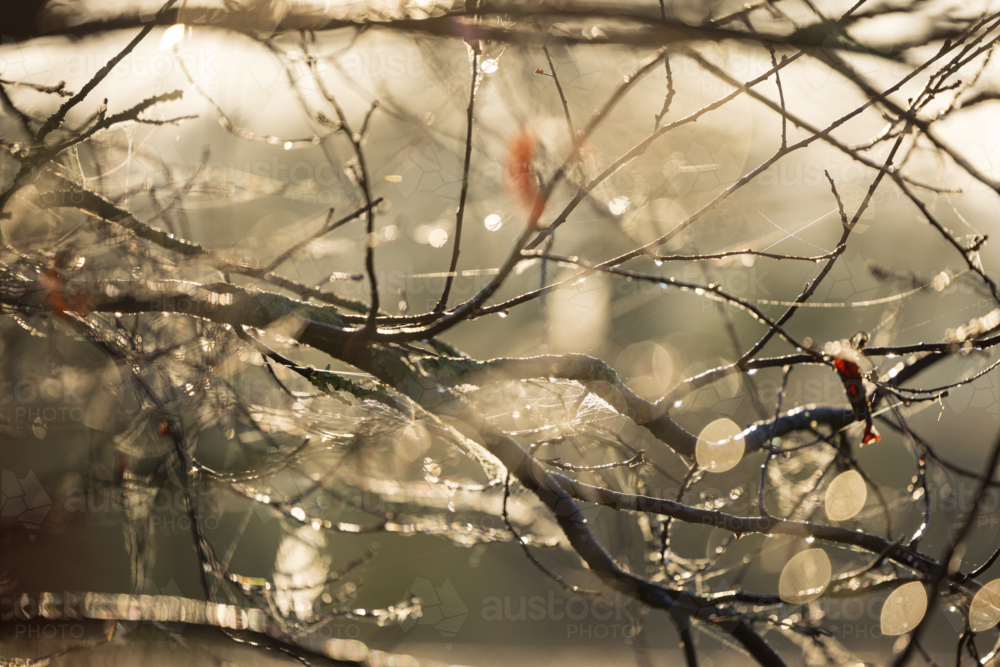 Early morning sunlight filtering through branches of deciduous tree holding onto last leaves in Autu - Australian Stock Image