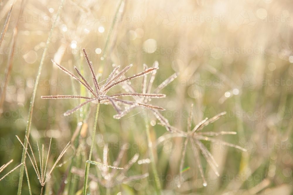 Early morning sunlight shining off dew on the grass - Australian Stock Image