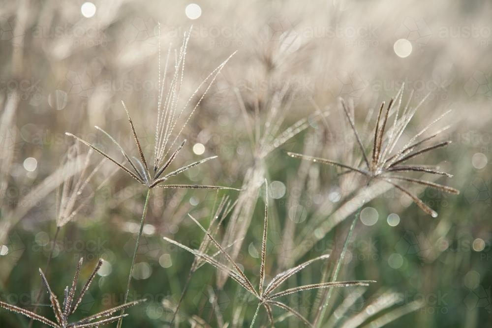 Early morning sunlight shining silver on grass and dew - Australian Stock Image