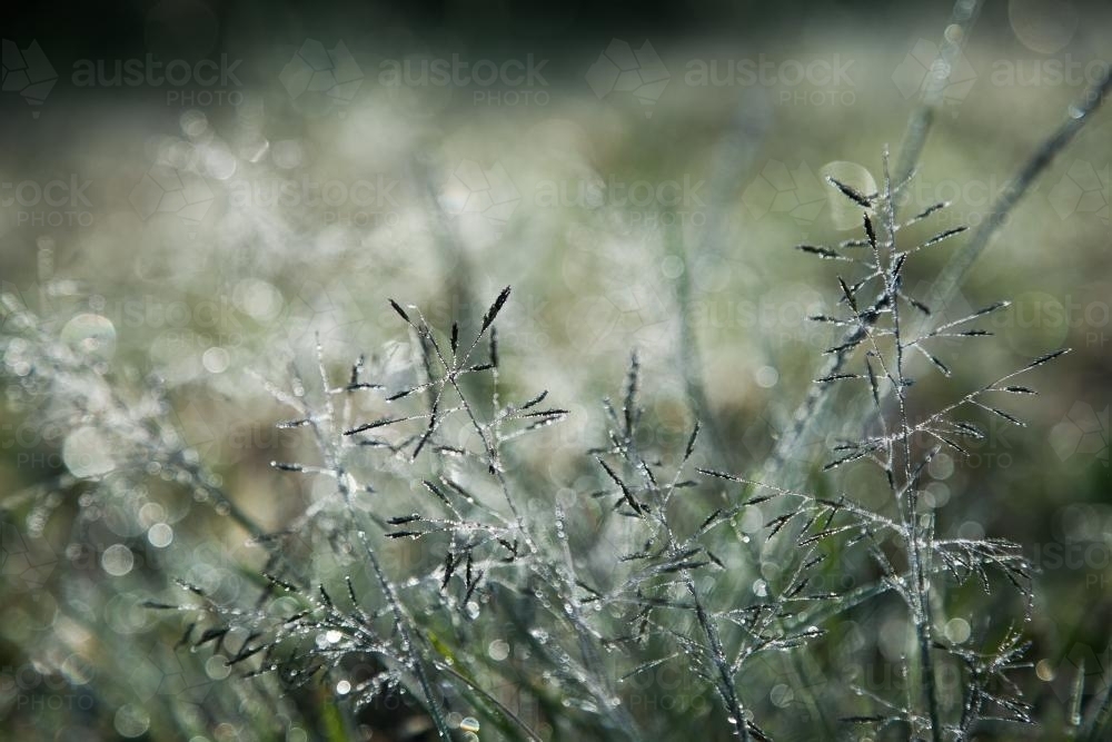 Early morning sunlight shining silver on grass and dew - Australian Stock Image