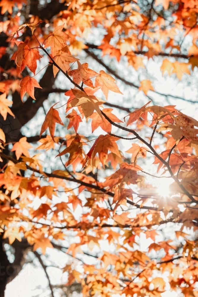 Early morning sunshine filtering through red leaves in autumn - Australian Stock Image