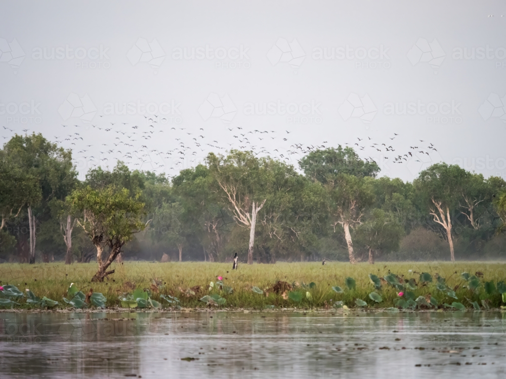 Early morning view of a billabong in Kakadu National Park - Australian Stock Image