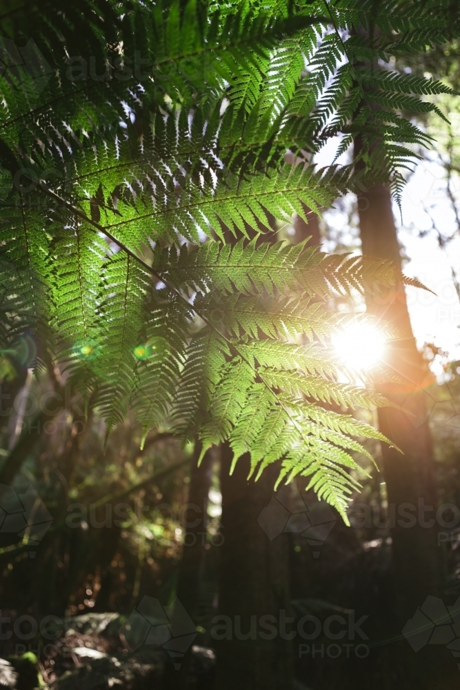 Early sun shining through a fern in the bush - Australian Stock Image