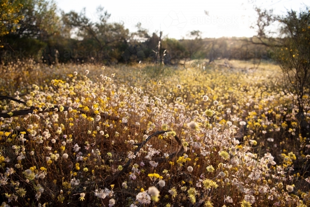 Early sun through carpet of wildflowers - Australian Stock Image