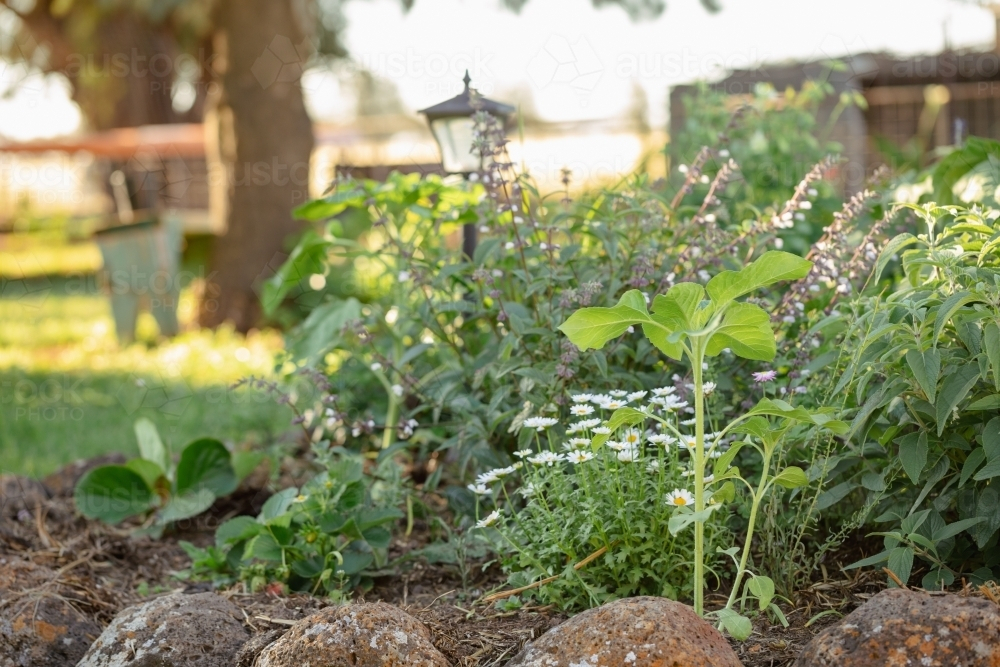 Early sunflower plants growing in round cottage garden - Australian Stock Image