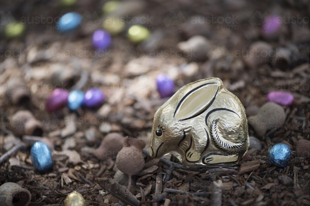 Easter Bilby with foil eggs on forest floor - Australian Stock Image