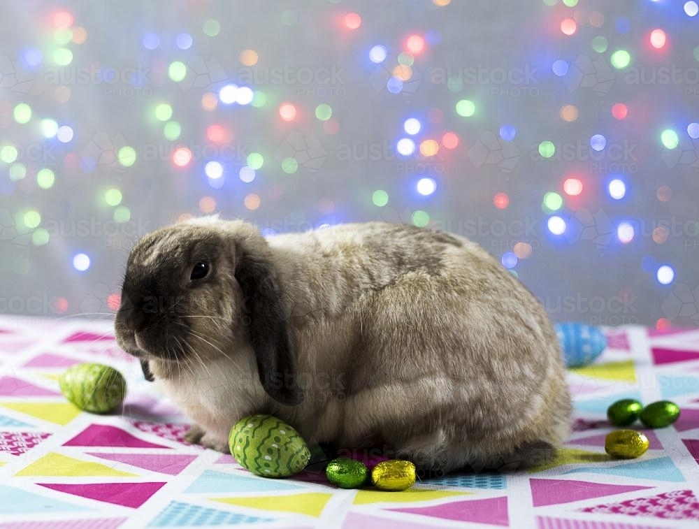 Easter Bunny Rabbit and easter eggs with colourful lights in background - Australian Stock Image