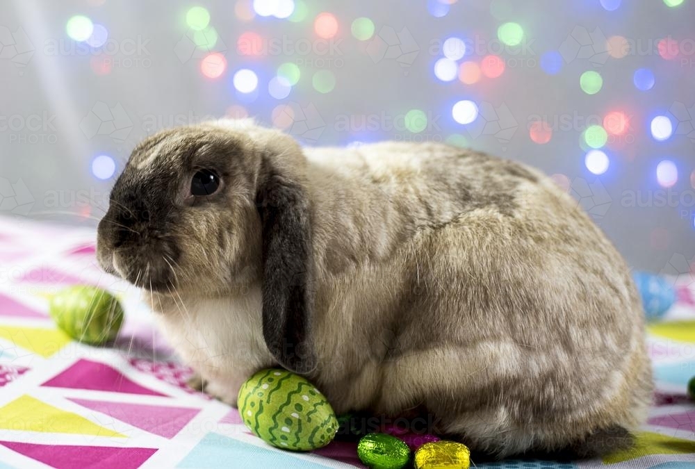 Easter Bunny Rabbit laying easter eggs in straw nest with coloured lights in background - Australian Stock Image
