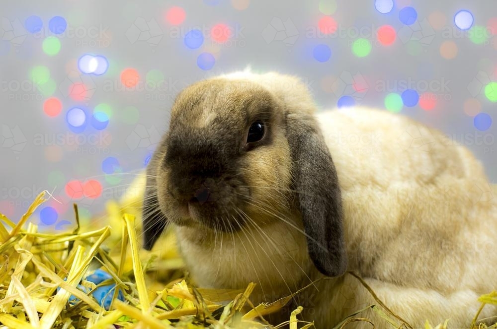 Easter Bunny Rabbit laying easter eggs in straw nest with coloured lights in background - Australian Stock Image