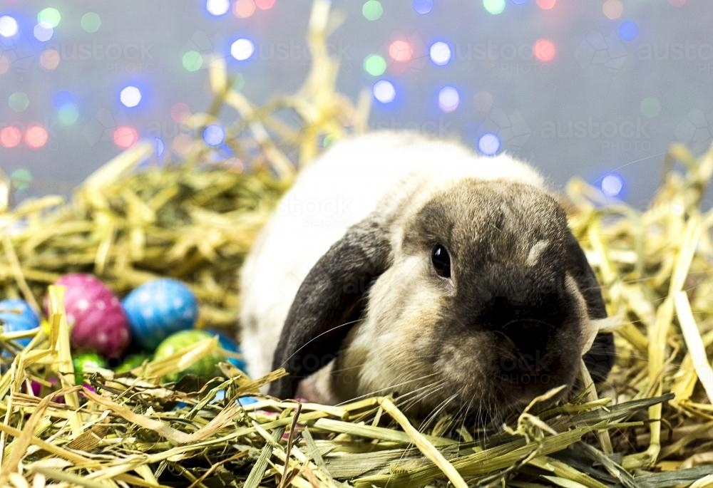 Easter Bunny Rabbit laying easter eggs in straw nest with coloured lights in background - Australian Stock Image
