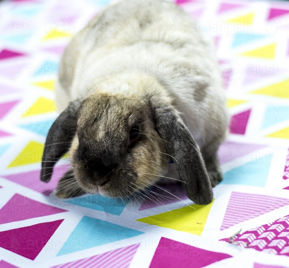 Easter Bunny rabbit on colourful blanket - Australian Stock Image