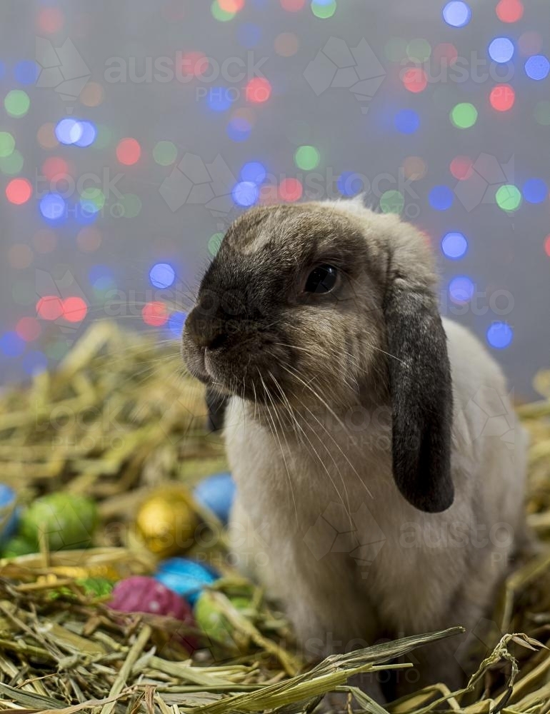 Easter Bunny Rabbit sitting in straw nest with easter eggs with colourful lights in background - Australian Stock Image