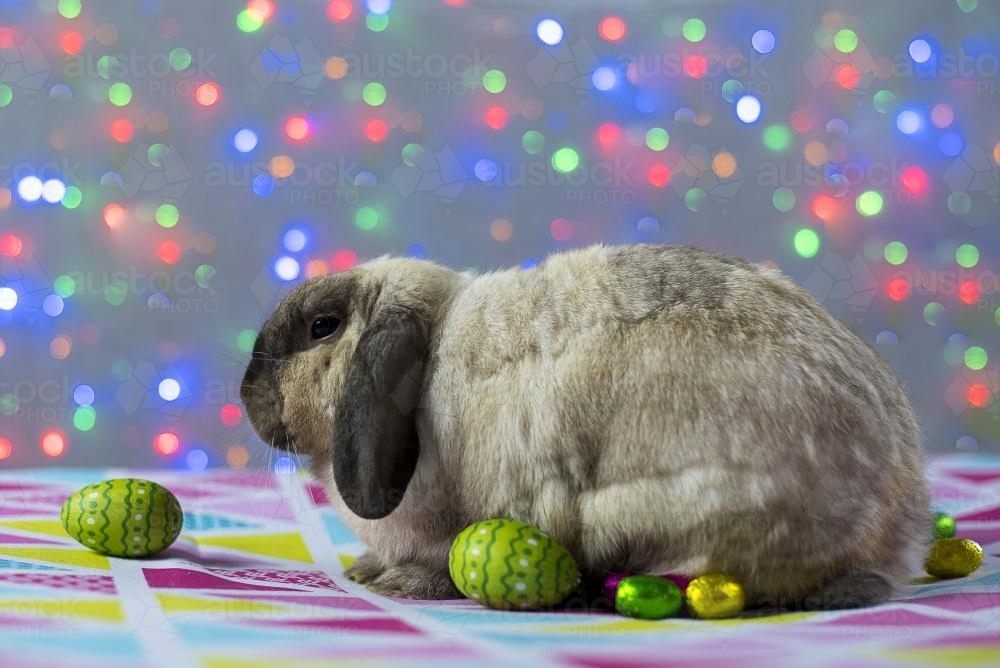 Easter Bunny Rabbit with easter eggs and coloured lights in background - Australian Stock Image