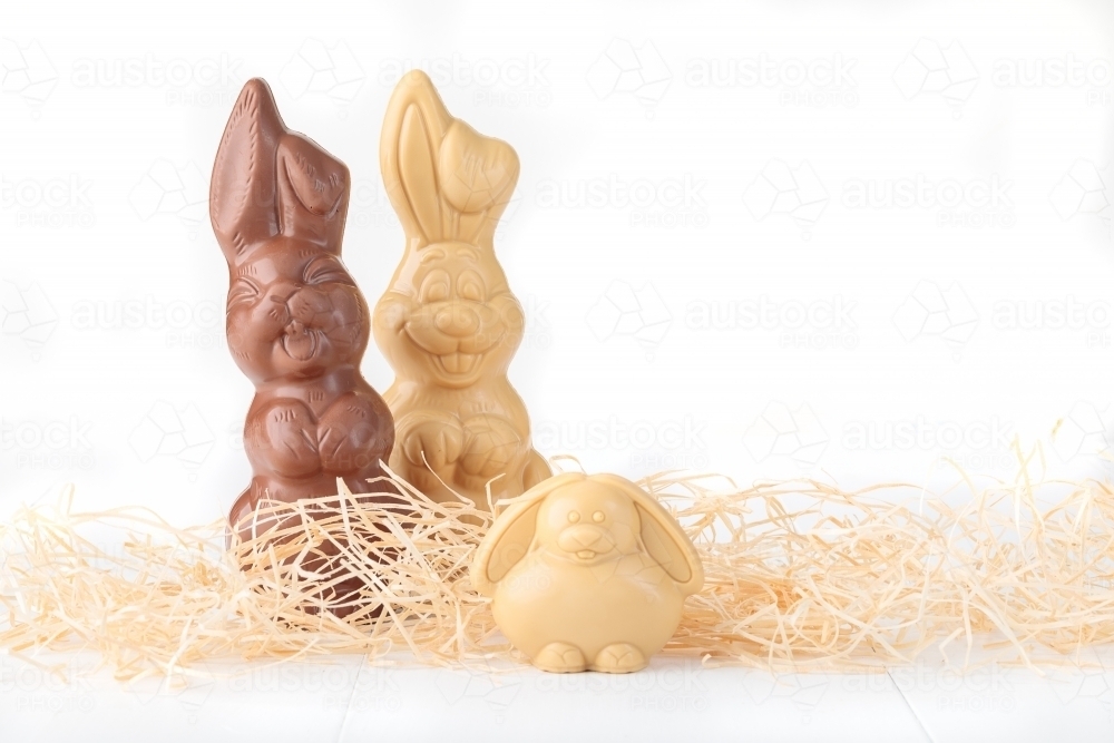 Easter chocolate bunnies with straw on white background - Australian Stock Image