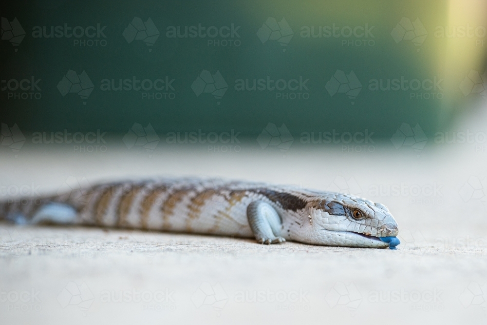 Eastern blue-tongued lizard (tiliqua scincoides) in urban backyard - Australian Stock Image