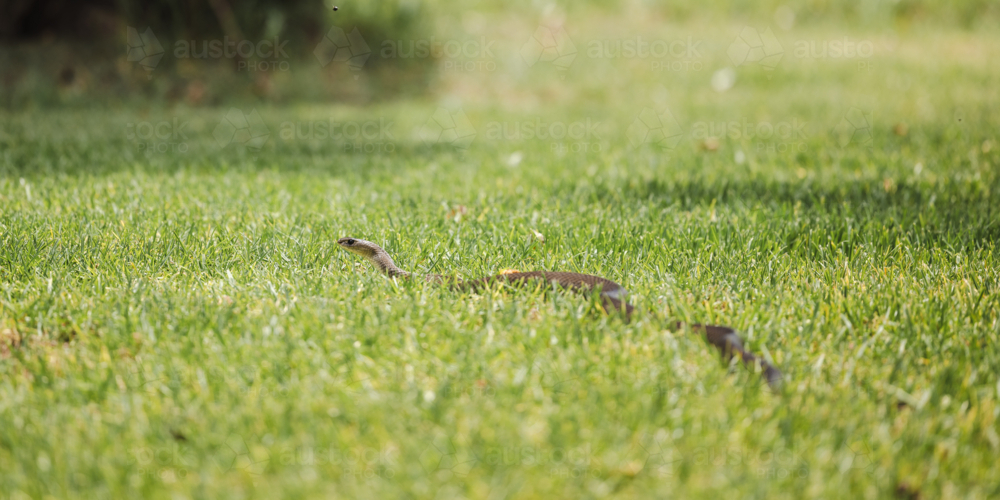 Eastern brown snake in long grass lifting head up - Australian Stock Image