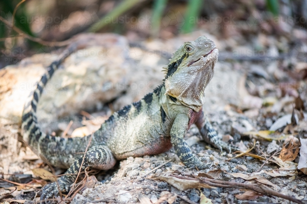 Eastern dragon posing while sunning itself - Australian Stock Image