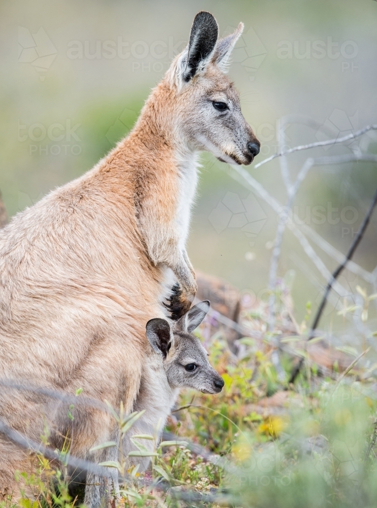 Eastern grey kangaroo and joey - Australian Stock Image