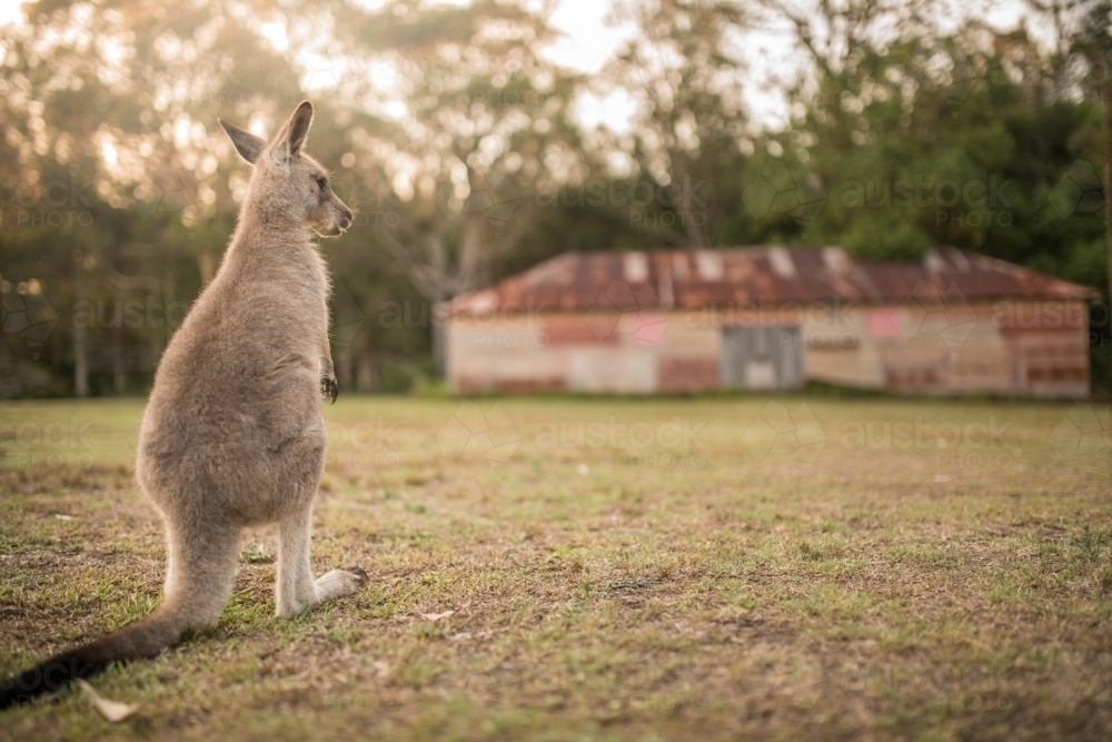 Eastern Grey Kangaroo close up - Australian Stock Image