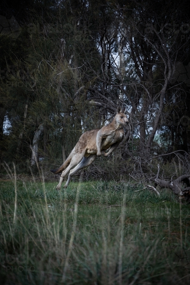 Eastern Grey Kangaroo Hopping Through the Bush - Australian Stock Image