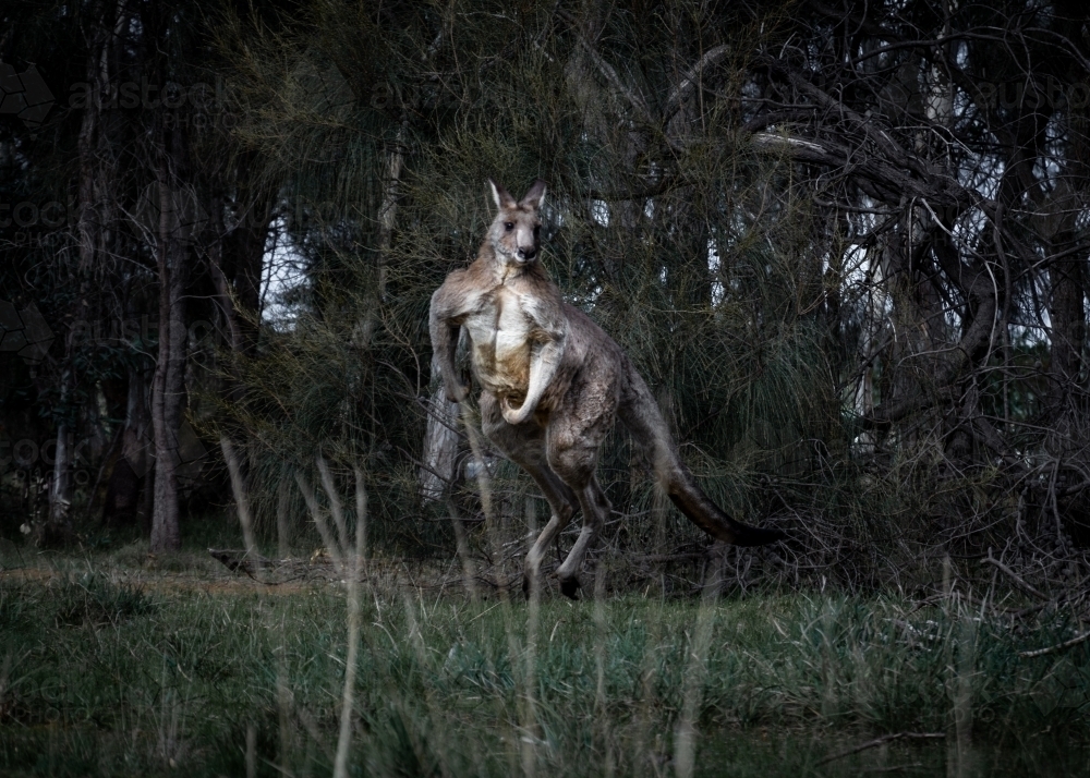Eastern Grey Kangaroo Hopping Through the Bush - Australian Stock Image