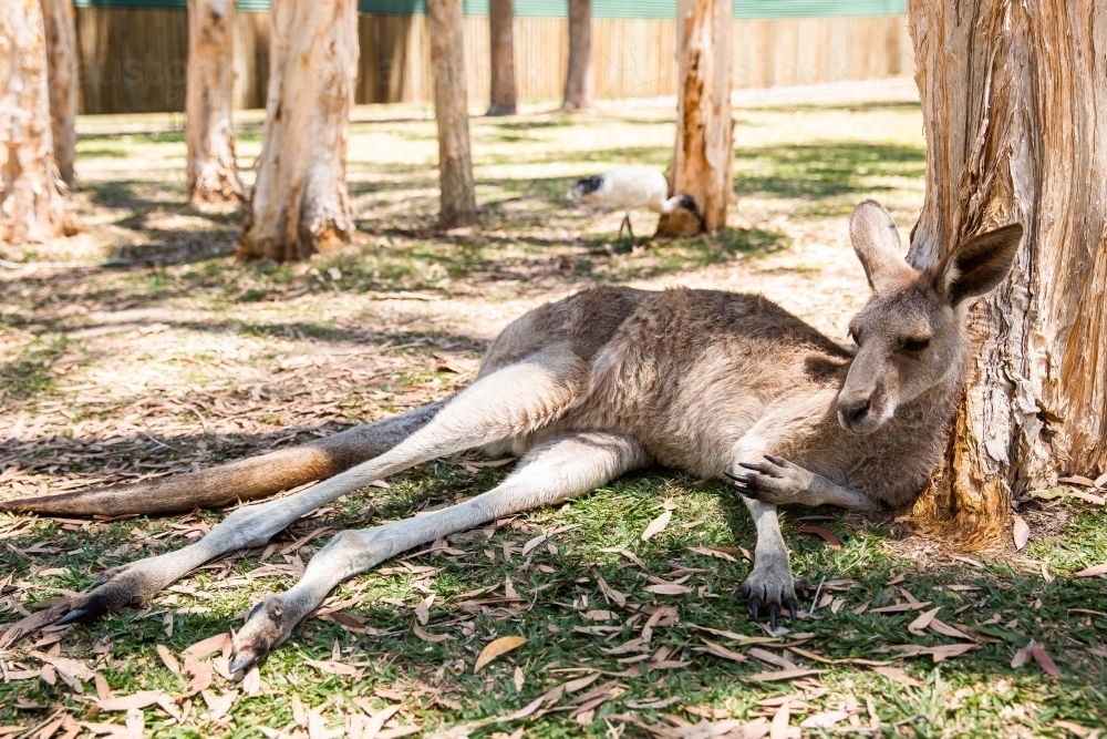 eastern grey kangaroo lying down under paperbark trees - Australian Stock Image